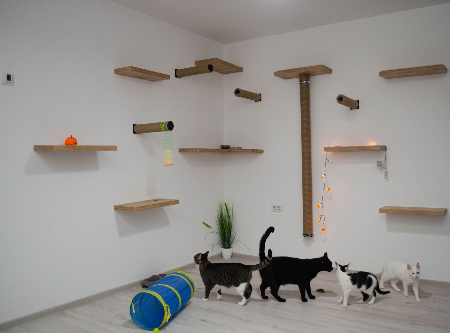 A group of cats exploring a minimalist indoor cat room with shelves and play toys.