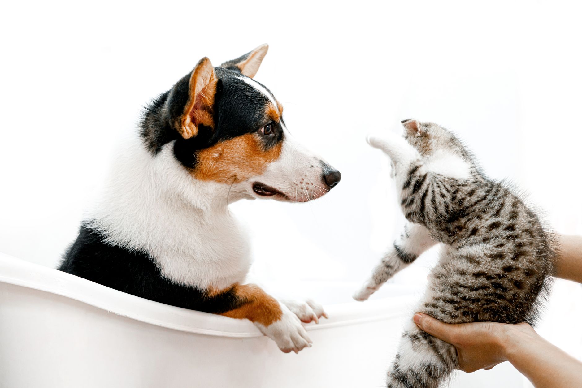 A cute scene of a cat and dog interacting playfully in a bathtub, indoors.