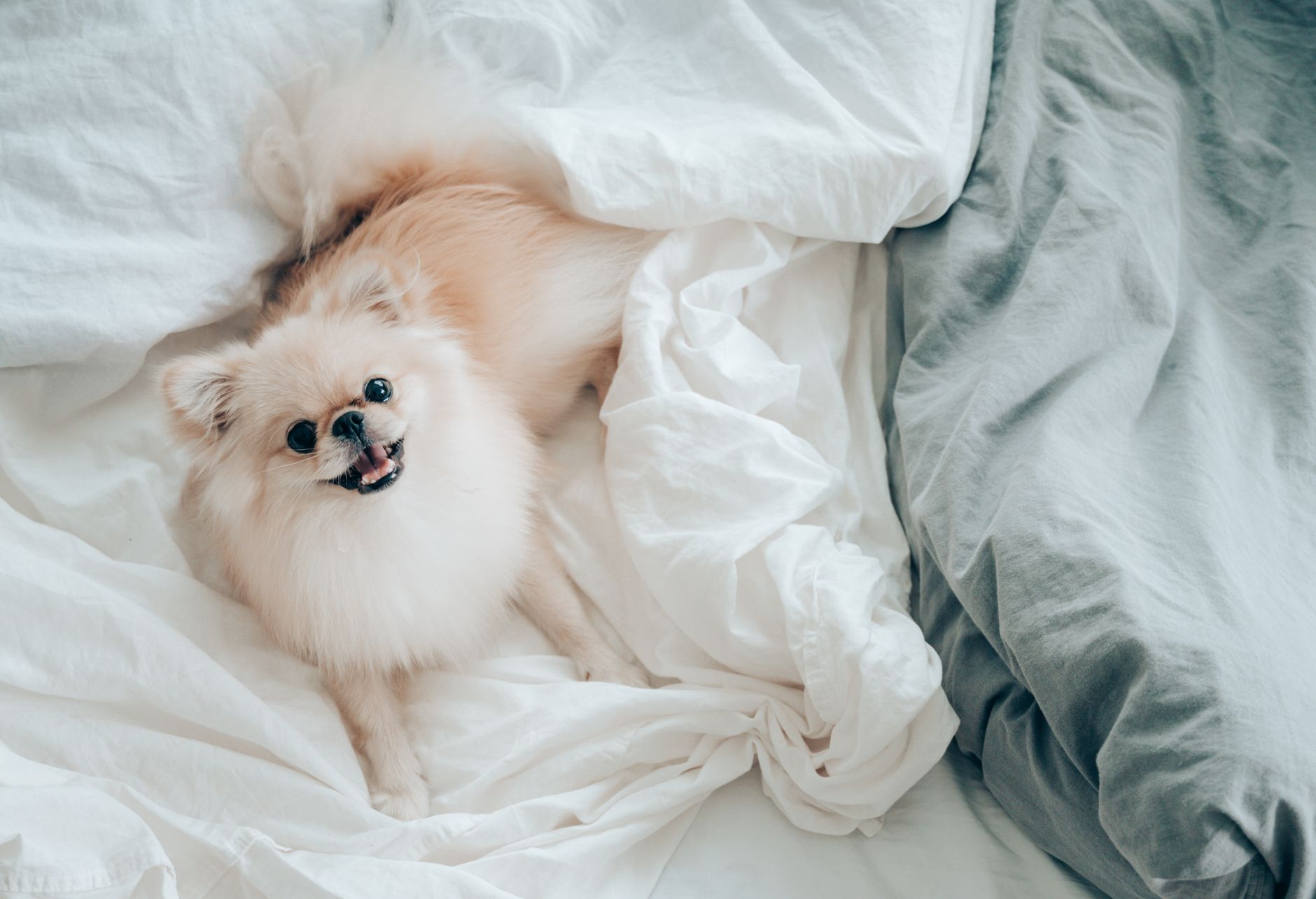 Top view of cute fluffy Pomeranian Spitz dog lying in comfortable bed in light room