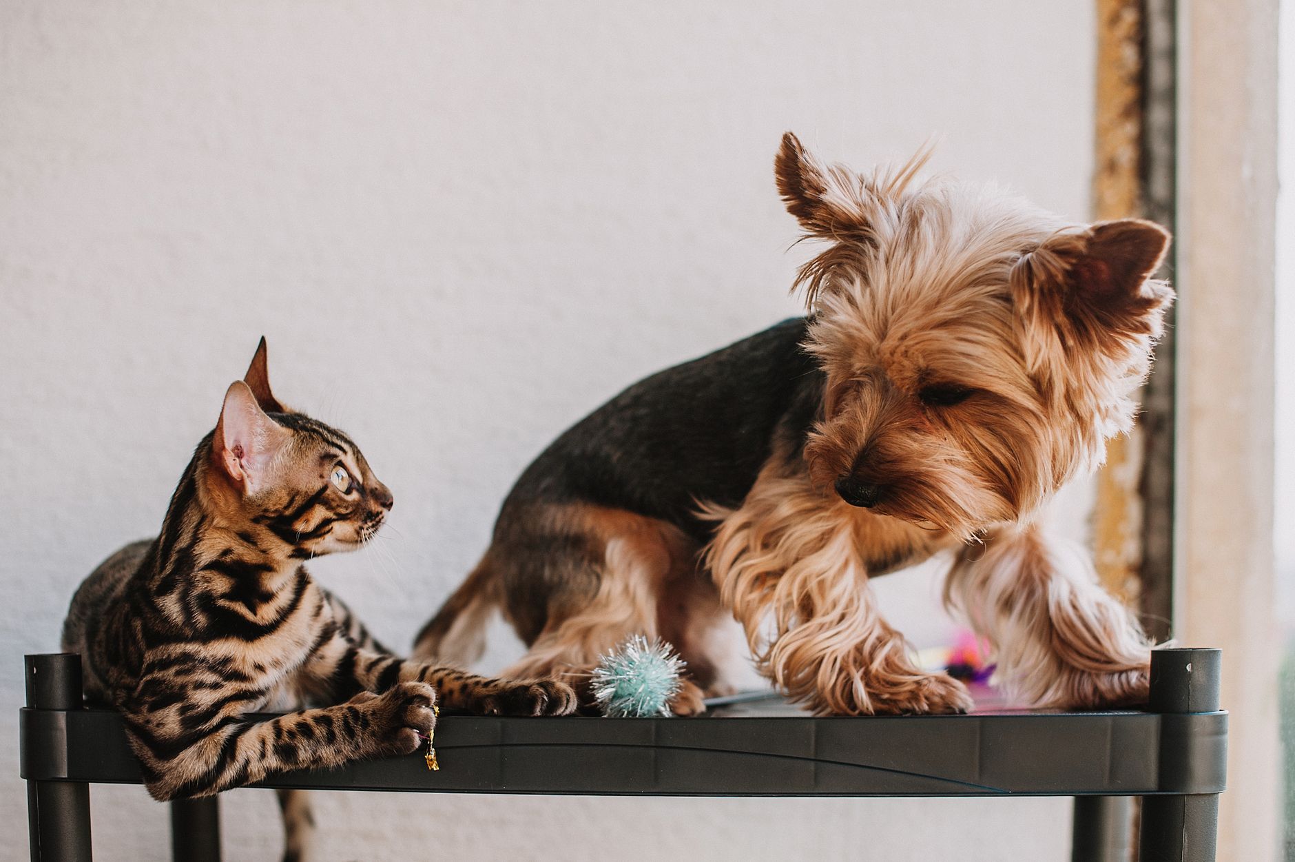 A curious Yorkshire Terrier and Bengal Cat engage playfully on a black table indoors.