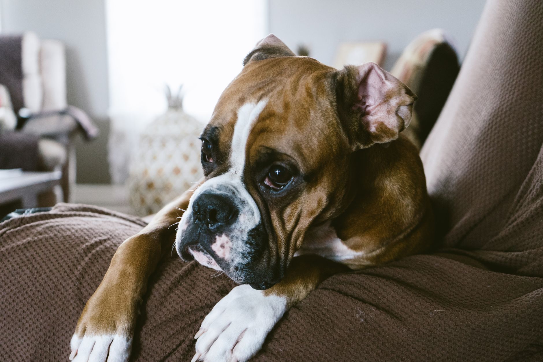 A cute brown and white boxer dog relaxing on a sofa indoors, looking thoughtful and calm.