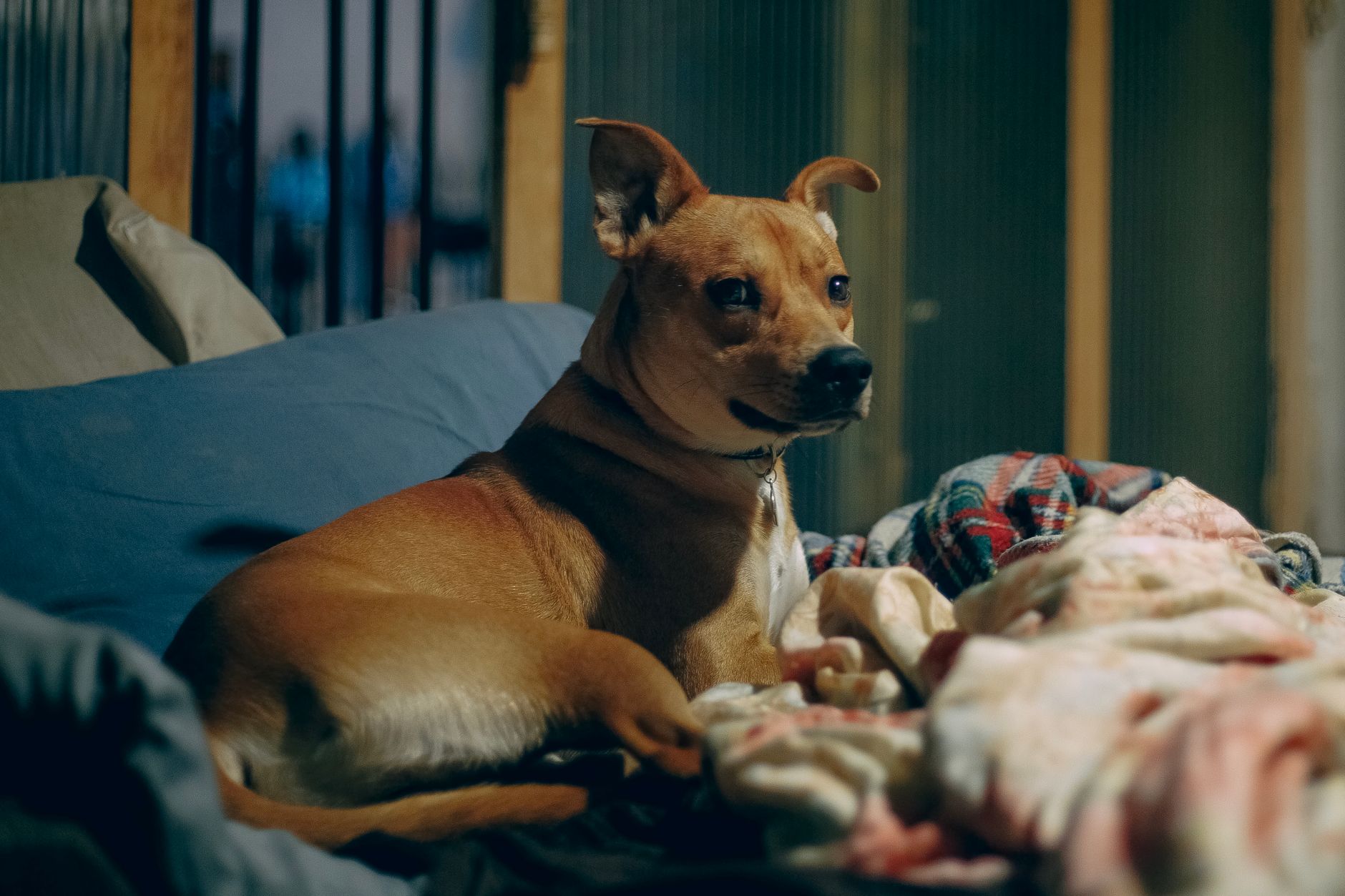 A calm brown dog relaxing on a comfortable bed indoors with a cozy vibe.