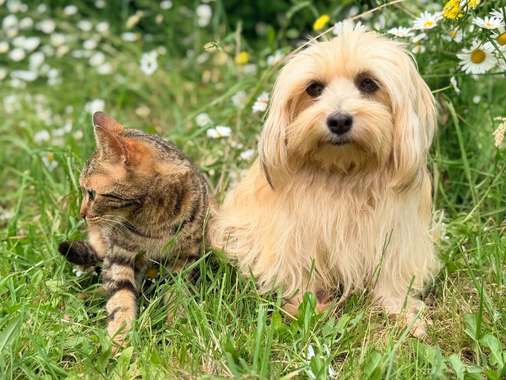 A fluffy dog and a tabby cat relax together in a lush spring meadow surrounded by daisies.
