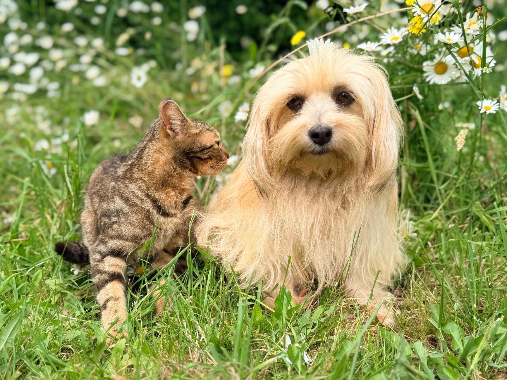 A cute cat and fluffy dog sitting together in a field of daisies, capturing a serene moment of companionship outdoors.