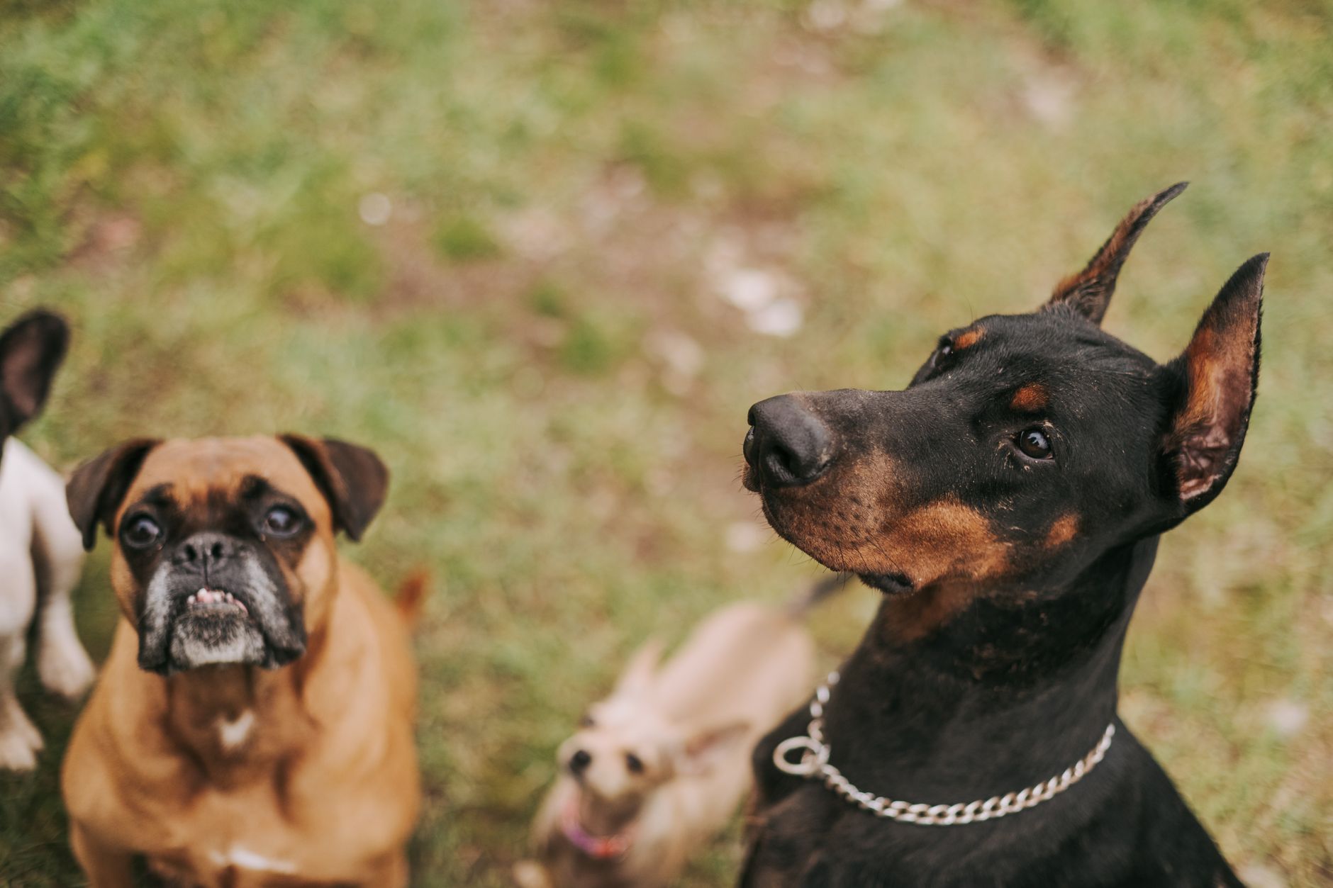 A group of different dog breeds playing together outside, showcasing their playful nature.