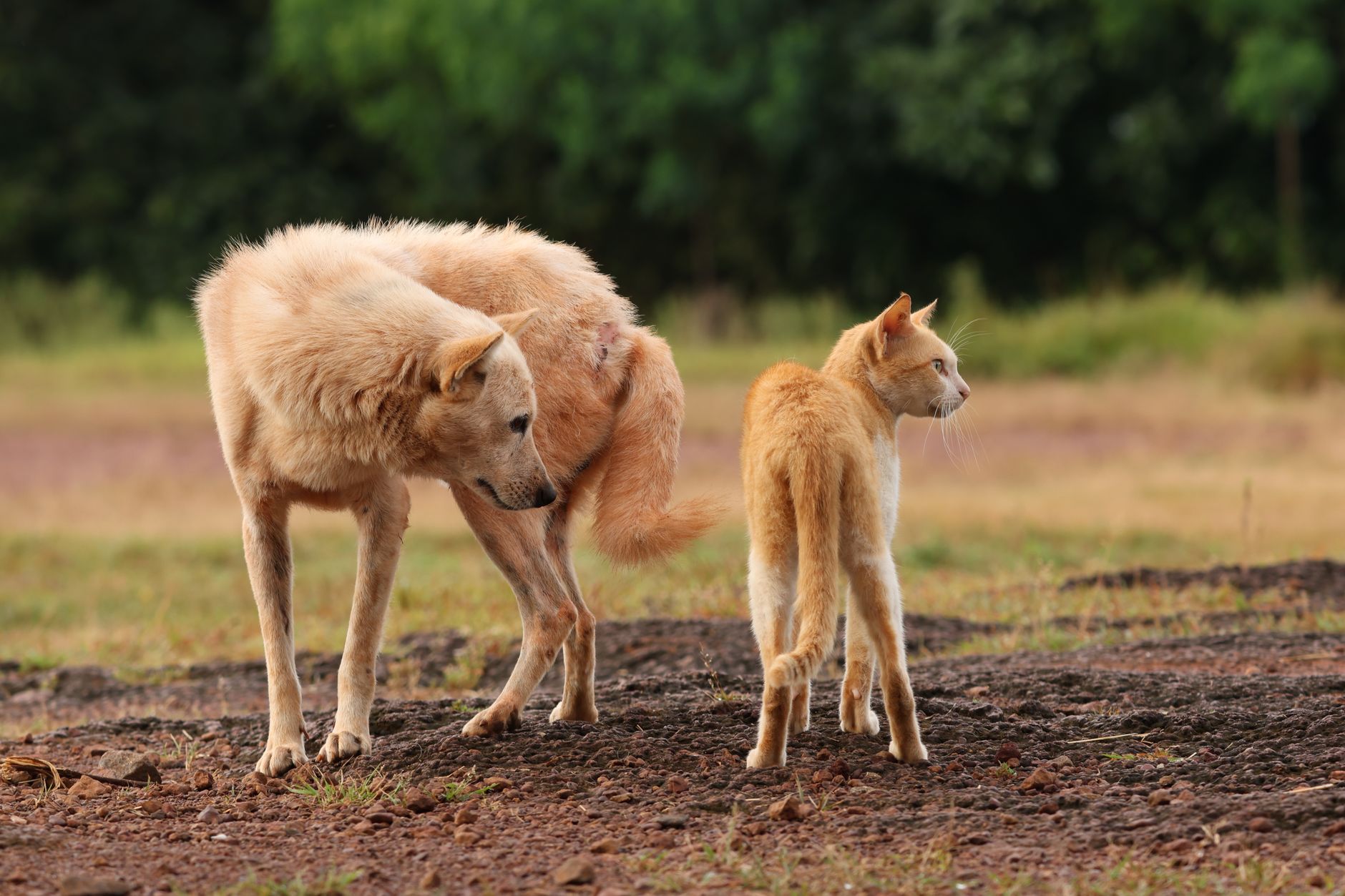A dog and a cat standing together outdoors, showcasing natural pet friendship.