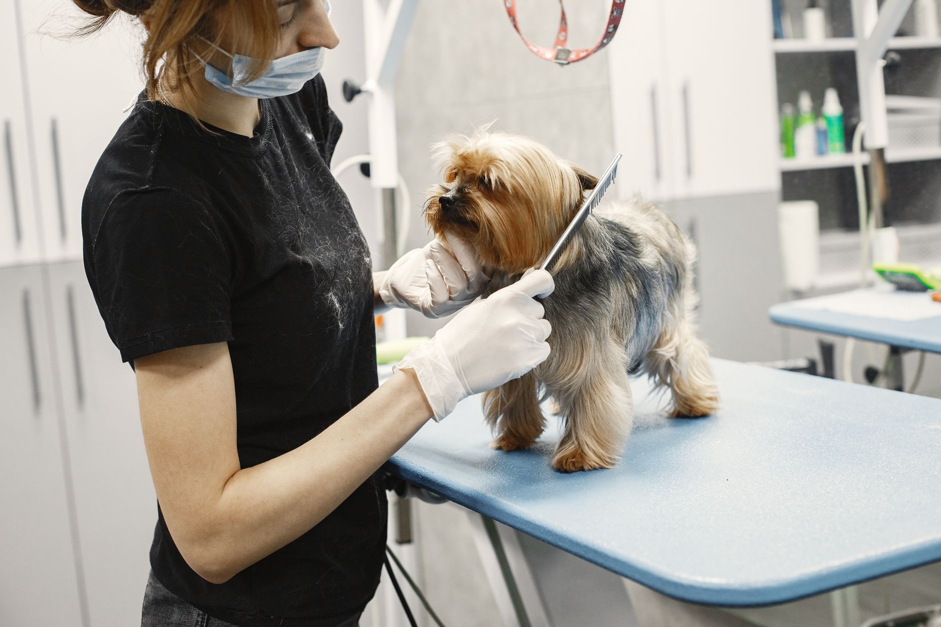 A groomer trims a small dog's fur at a modern pet salon indoors.