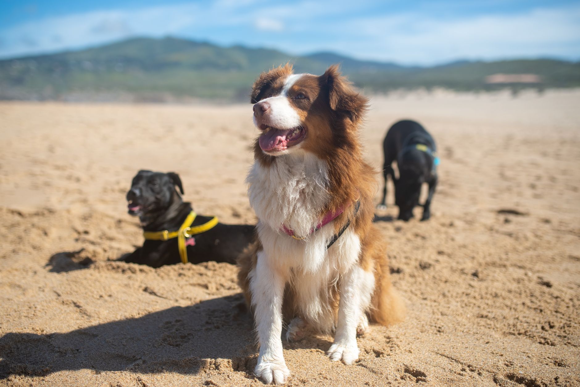 Three dogs play and relax on a sunny beach with mountains in the background.