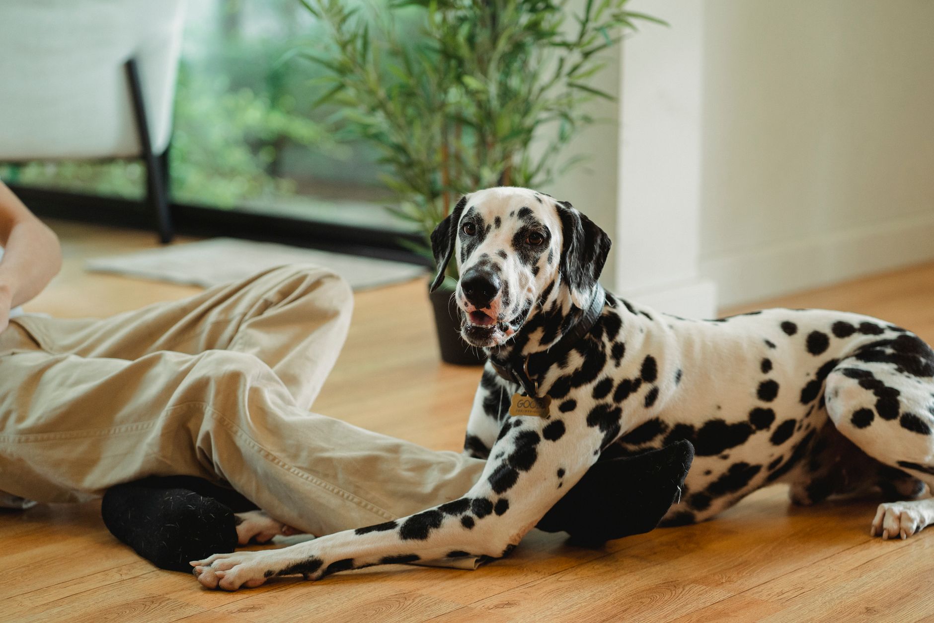 Dalmatian dog lounging indoors next to owner. Relaxed pet in a cozy room.