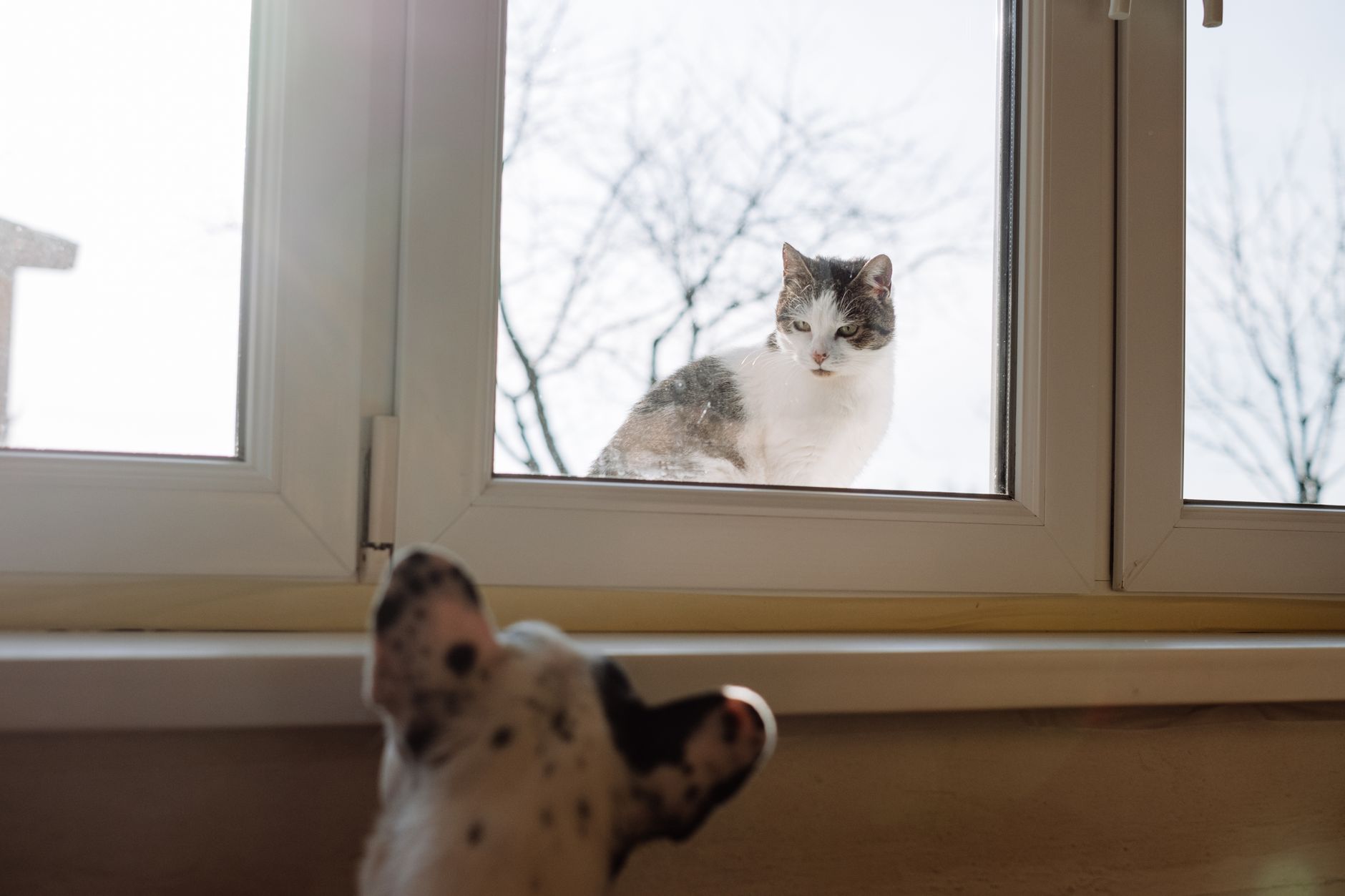 A cat and a dog curiously observe each other through a glass window in Warsaw.