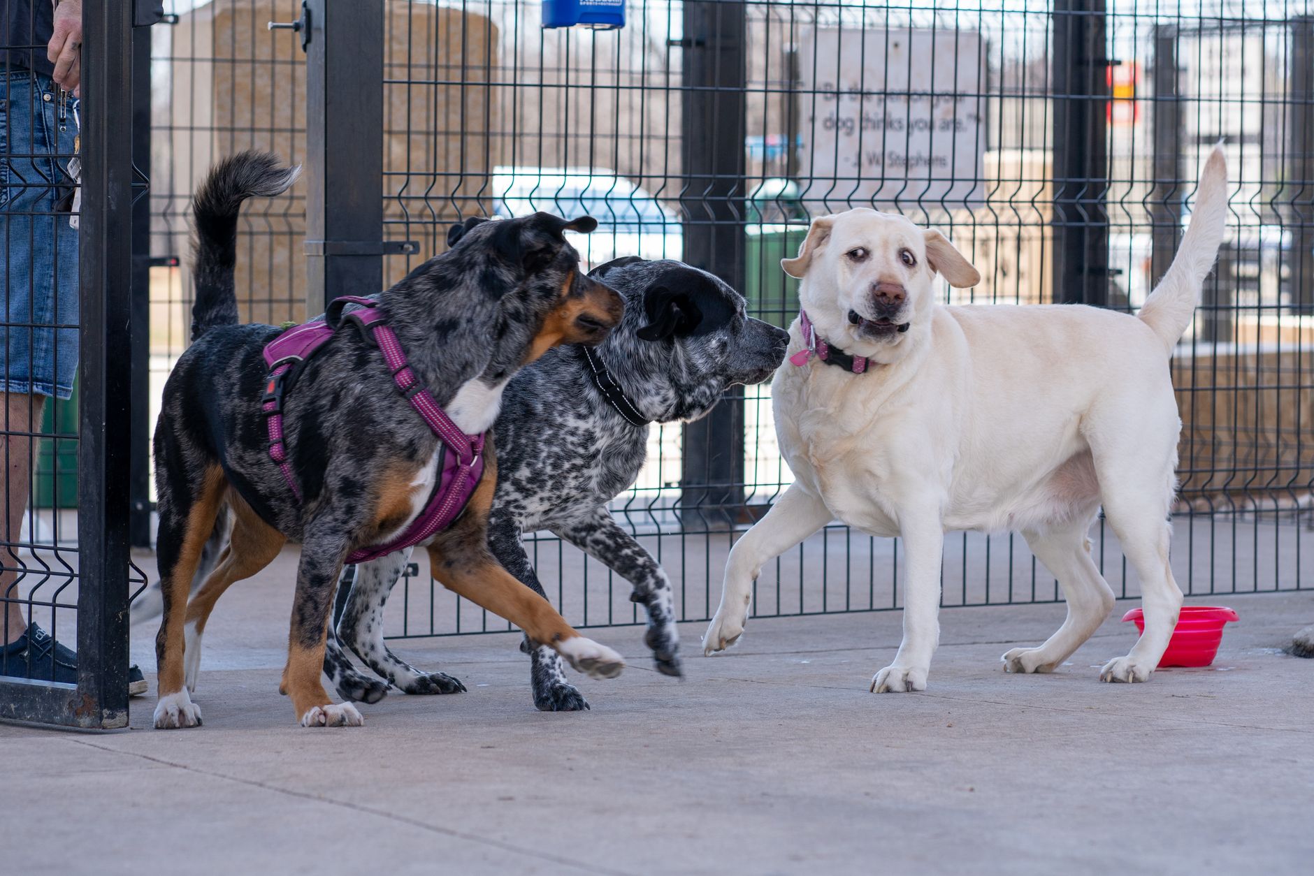 Dogs playing together in a fenced dog park area, showcasing playful interaction.