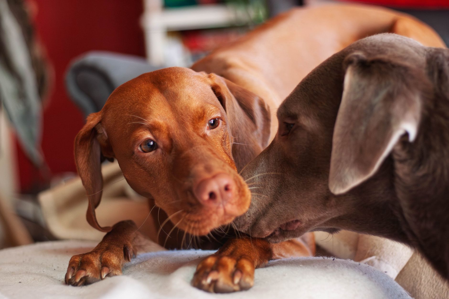 Close-up of two dogs, a Vizsla and Weimaraner, lounging on a cozy indoor sofa.