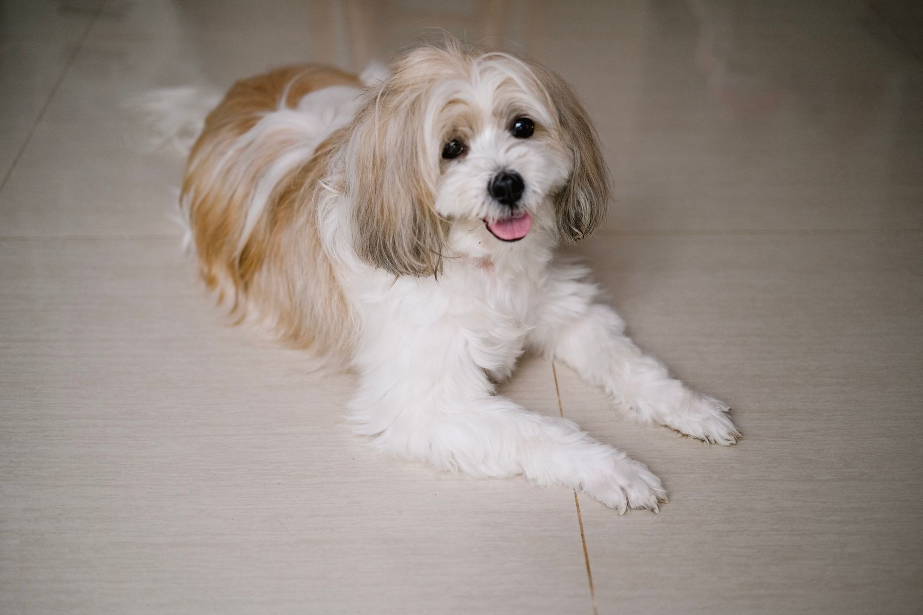 Cute Shih Tzu dog lying on the floor indoors, looking at the camera with a happy expression.