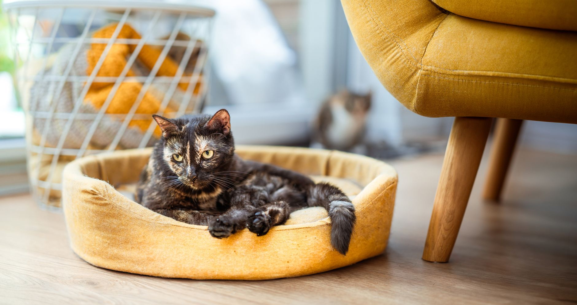 A calico cat rests comfortably in a yellow pet bed in a sunlit living room.