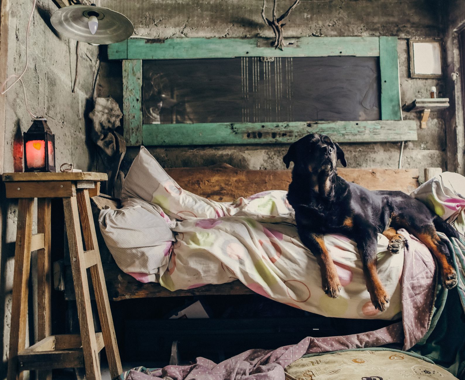 A Rottweiler dog relaxes in a rustic, cozy room with vintage decor and warm lighting.