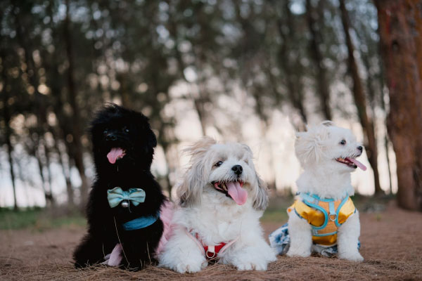 Dog daycare