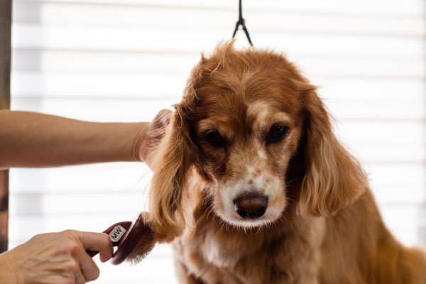grooming