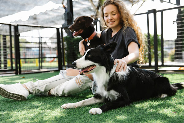 Dog Daycare