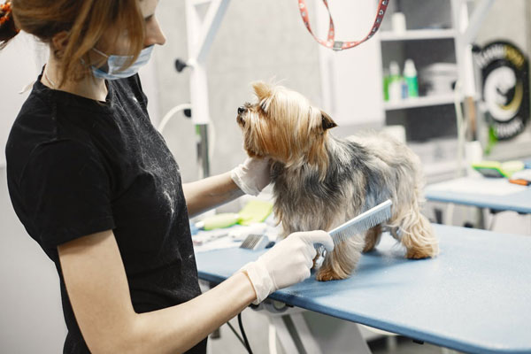 Dog Grooming