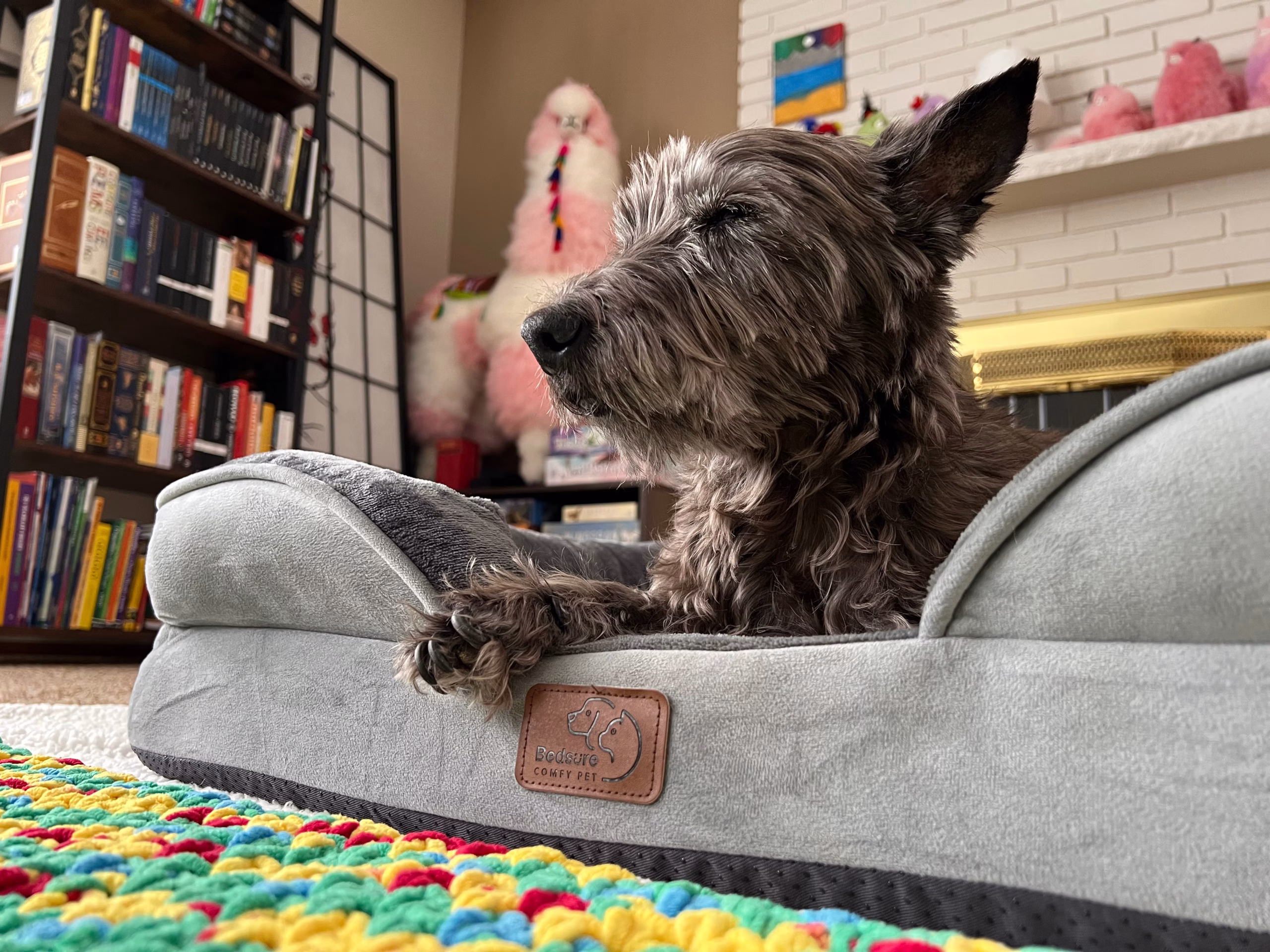 How Far in Advance Should You Book Pet Boarding in Las Vegas?