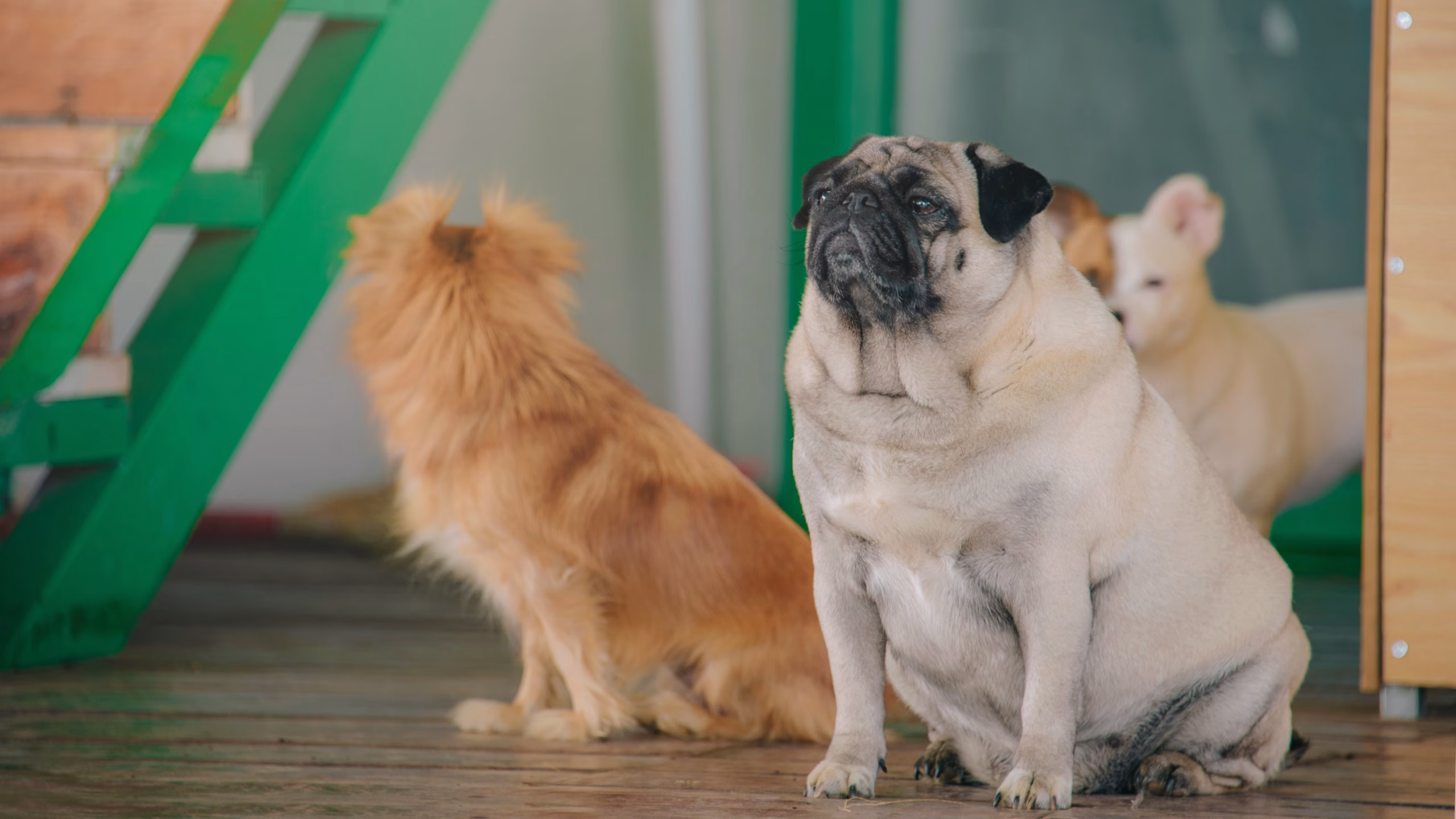 Can My Pets Stay Together During Boarding? Answers for Multi-Pet Las Vegas Families