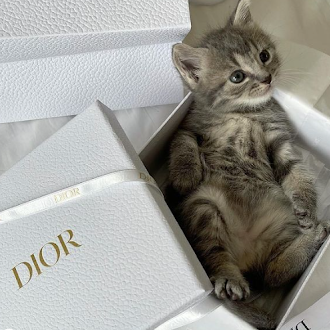 Cat relaxing during boutique boarding