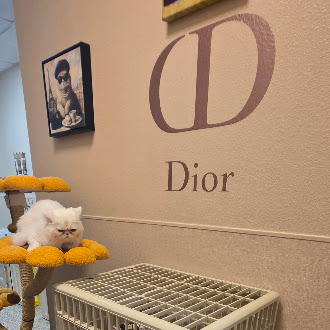 Dior-themed feline boarding room