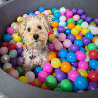 Dog enjoying a colorful ball pit at 4 Paws daycare
